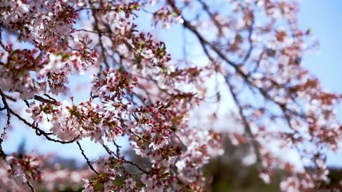 Cherry blossoms in full bloom swaying in the wind with a clear sky Stock Footage 241337003