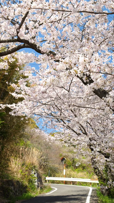 Cherry blossoms in full bloom swaying in wind in spring Stock Footage 260438153