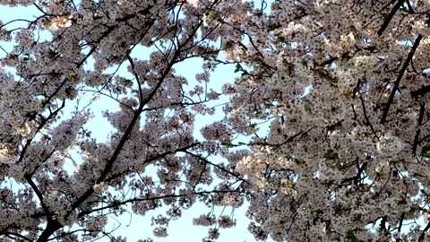 Cherry blossoms in full bloom swaying in the wind Stock Footage 335971654