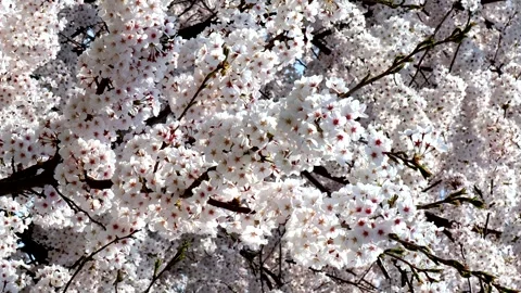 Cherry blossoms in full bloom swaying in the wind Stock-Footage 336034501