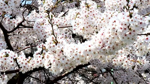 Cherry blossoms in full bloom swaying in the wind Stock Footage 336035281