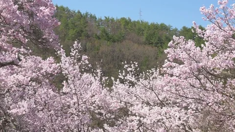Cherry blossoms in full bloom at Takato Castle Park, Nagano Prefecture, Japan Stock Footage