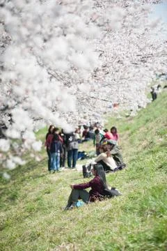 Cherry blossoms in full bloom at Tama river Stock Photos