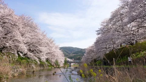 Cherry blossoms in full bloom Tilt-down Video Video stock 168344062