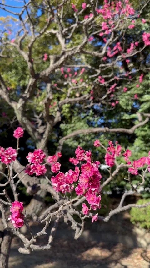 Cherry blossoms in full bloom in Tokyo Japan springtime nature scene Stock Footage 316897149