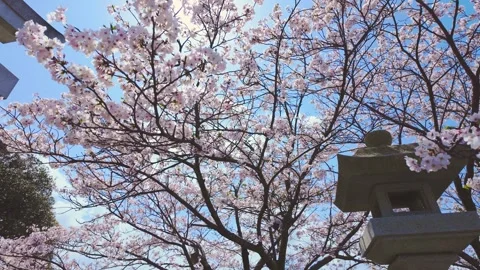 Cherry blossoms in full bloom with traditional Japanese stone lantern Vídeos de archivo 332182064