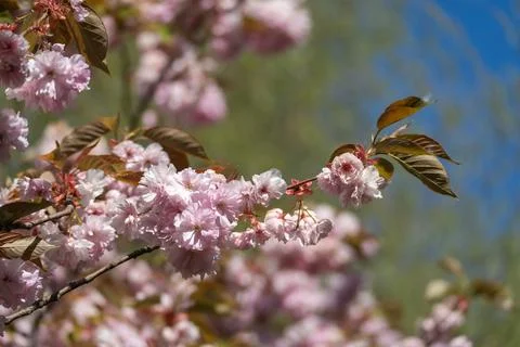 Cherry blossoms in full bloom on tree branches Fotos de archivo