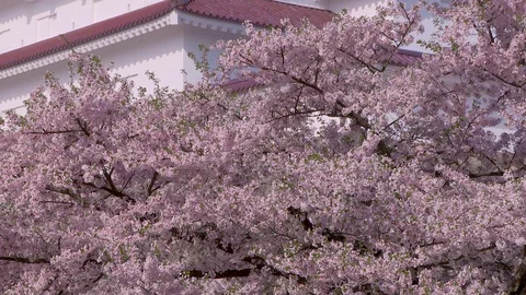 Cherry Blossoms In Full Bloom at Tsurugajo Castle, Fukushima  Prefecture, Japan Stock Footage 101089953