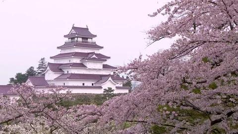 Cherry Blossoms In Full Bloom at Tsurugajo Castle, Fukushima  Prefecture, Japan Stock Footage 101090141