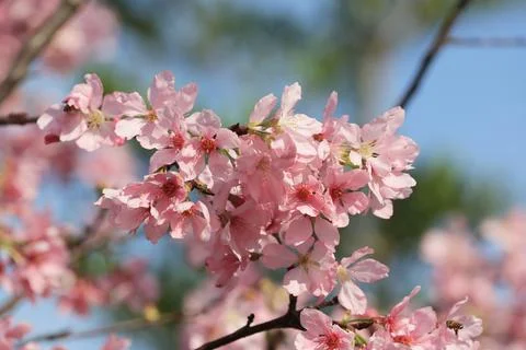 A Cherry blossoms in full bloom, under blue spring sky. Stock Photos