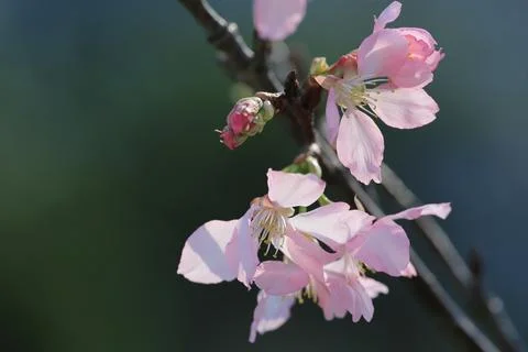A Cherry blossoms in full bloom, under blue spring sky. Stock Photos