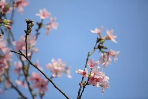 A Cherry blossoms in full bloom, under blue spring sky. Foto stock