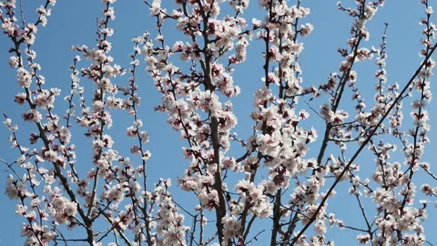 Cherry blossoms in full bloom while moving the camera slowly. Stock-Footage 129501290
