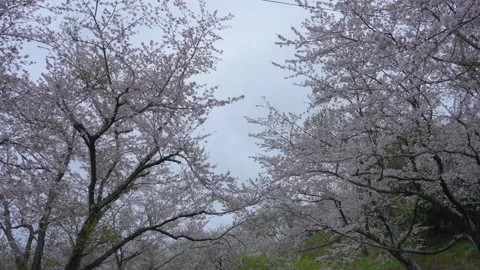 Cherry blossoms in full bloom while moving the camera slowly. Stock Footage 296034229