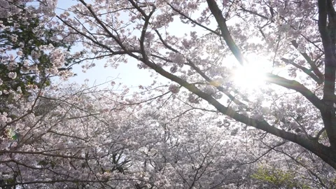 Cherry blossoms in full bloom while moving the camera slowly. Stock Footage 298411544