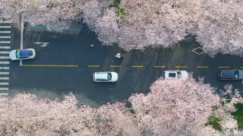 Cherry blossoms in full bloom at Wuhan University in spring Stock Footage 306837568