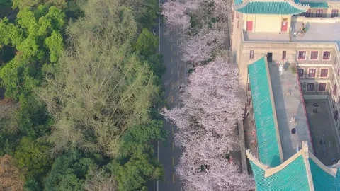 Cherry blossoms in full bloom at Wuhan University in spring Stock Footage 306837850