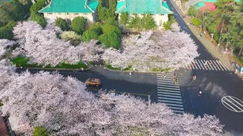 Cherry blossoms in full bloom at Wuhan University in spring Stock Footage 306838073