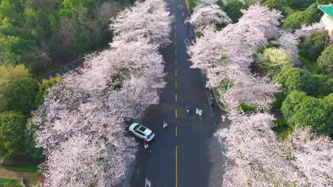 Cherry blossoms in full bloom at Wuhan University in spring Stock Footage 306838362