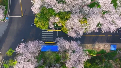Cherry blossoms in full bloom at Wuhan University in spring Stock Footage 306838703