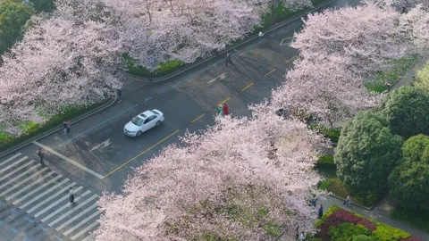 Cherry blossoms in full bloom at Wuhan University in spring Stock Footage 306838858