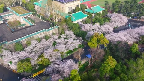 Cherry blossoms in full bloom at Wuhan University in spring Stock Footage 306838880
