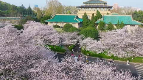 Cherry blossoms in full bloom at Wuhan University in spring Stock Footage 306839166