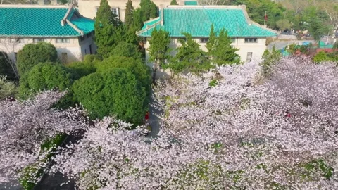 Cherry blossoms in full bloom at Wuhan University in spring Stock Footage 306839327