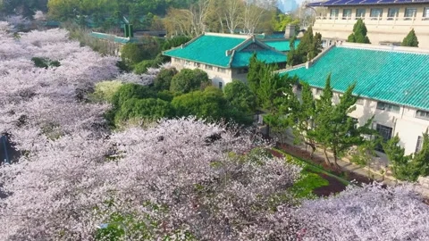 Cherry blossoms in full bloom at Wuhan University in spring Stock Footage 306839734
