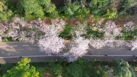Cherry blossoms in full bloom at Wuhan University in spring Stock Footage 306840137