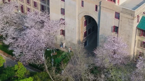 Cherry blossoms in full bloom at Wuhan University in spring Stock Footage 306840231