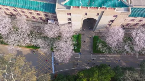 Cherry blossoms in full bloom at Wuhan University in spring Stock Footage 306840412