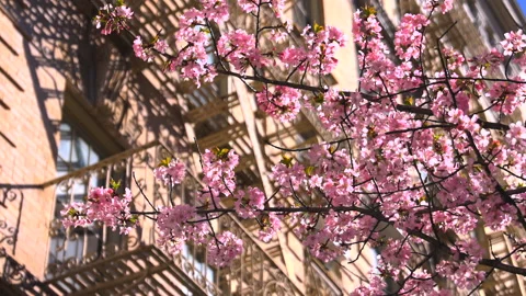 Cherry blossoms in full bloomed at SOHO in New York City Stock Footage 237733052