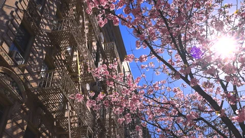 Cherry blossoms in full bloomed at SOHO in New York City Video stock 237754086
