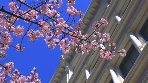 Cherry blossoms in full bloomed at SOHO in New York City Stock Footage 238876732
