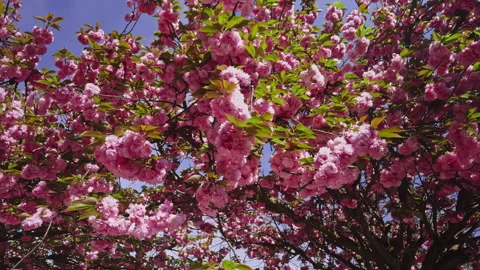 Cherry Blossoms in Full Spring Bloom Stock Footage 276835511