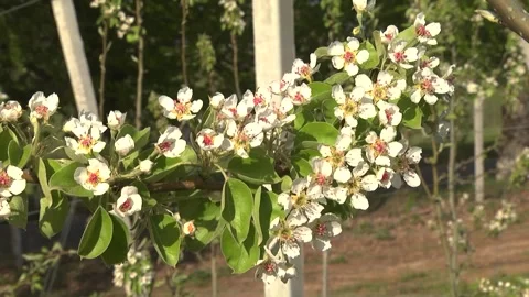 Cherry blossoms in the garden in early spring Stock Footage 145523530