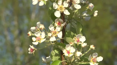 Cherry blossoms in the garden in early spring Stock Footage 145523531