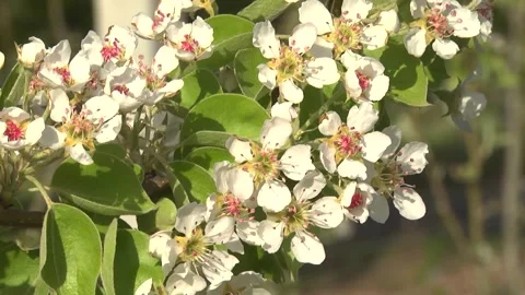Cherry blossoms in the garden in early spring Stock Footage 145523533