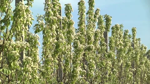 Cherry blossoms in the garden in early spring Stock Footage 145523534