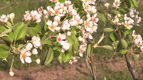 Cherry blossoms in the garden in early spring Stock Footage 145523542