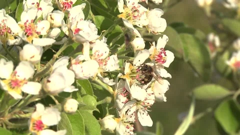 Cherry blossoms in the garden in early spring Stock Footage 145523543