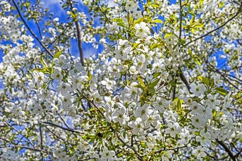 Cherry blossoms in the garden. Fruit tree care Stock Photos