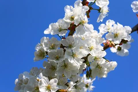 Cherry blossoms in the garden Stock Photos