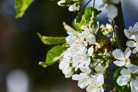 Cherry blossoms in the garden in spring. The Stock Photos