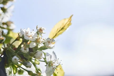 Cherry blossoms in the garden in spring. The Stock Photos