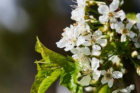 Cherry blossoms in the garden in spring. The Foto stock