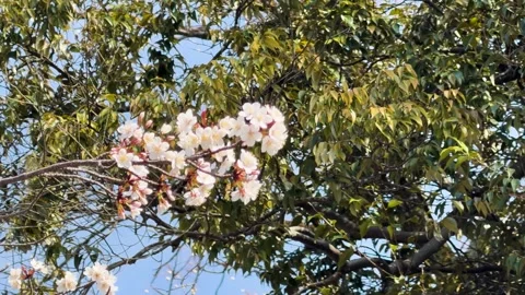 Cherry blossoms gently falling from branches against a bright blue sky, a b.. Video stock 333317714