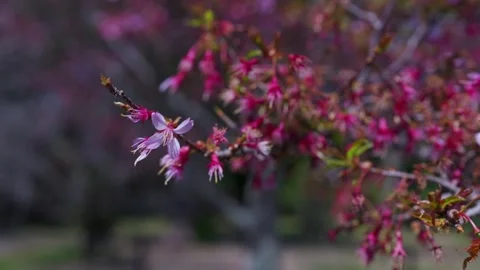 Cherry blossoms gently swaying in the wind Stock Footage 331417401