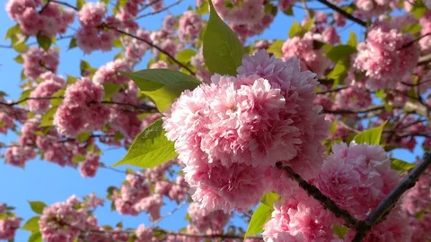 Cherry Blossoms gently waving on the Tree in a Spring Day Stock Footage 128507333